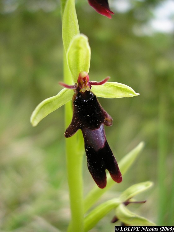 Ophrys insectifera